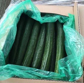 Cucumber